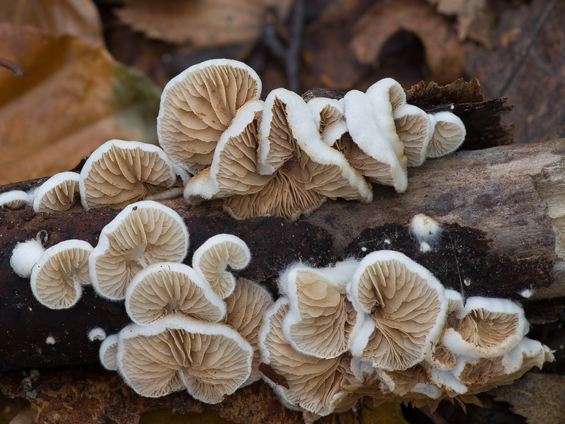 Crepidotus versutus